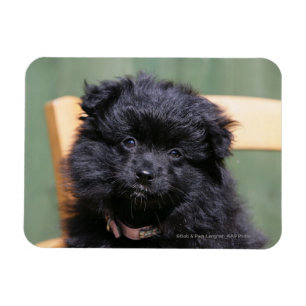 Ímã Filhote de cachorro preto de Pomeranian