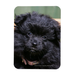 Ímã Filhote de cachorro preto de Pomeranian