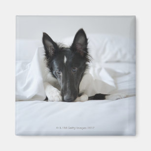 Imã Filhote de cachorro preto e branco na cama com
