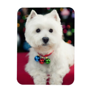 Ímã Filhote de cachorro que veste o sino de Natal no