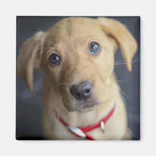 Imã Filhote de cachorro vermelho do Fox Labrador