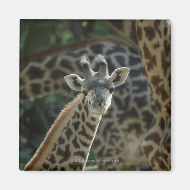 Imã Filhote de girafa com girafas (Frente)