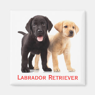 Imã Filhote de Labrador Retriever Amarelo Preto