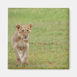 Imã filhote de leão, Panthera leo, Kgalagadi