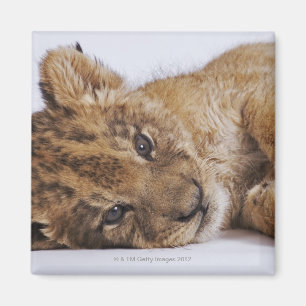 Imã Filhote de leão (Panthera leo) que encontra-se no