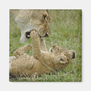 Imã Filhote de leão que joga com leão fêmea, Masai