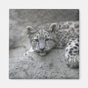 Imã Filhote de leopardo-da-neve de 4 meses de idade es