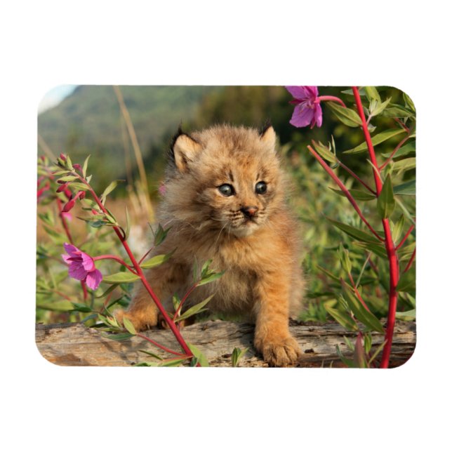 Ímã Filhote de Lince Canadense, Alasca (Horizontal)
