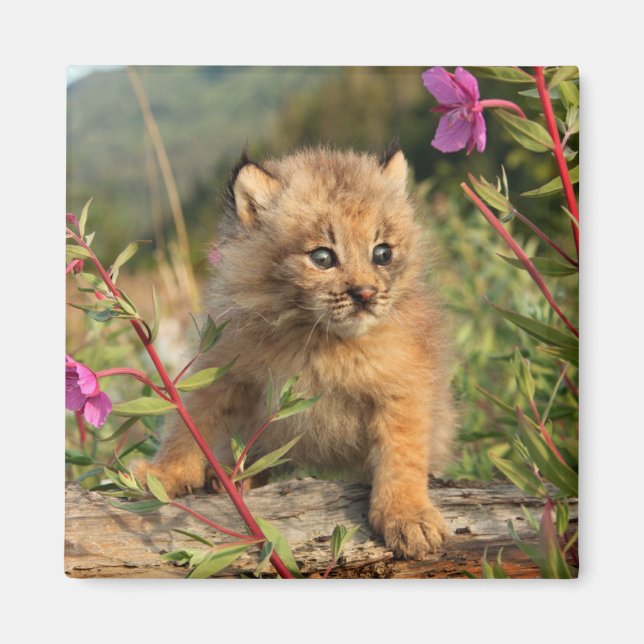 Imã Filhote de Lince Canadense, Alasca (Frente)