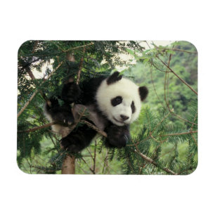 Ímã Filhote de Panda Gigante sobe em uma árvore, Vale