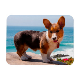 Ímã Filhote de Pembroke Welsh Corgi em pé na mesa