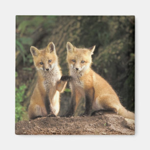 Imã filhote de Raposa Vermelha em frente à toca Vulpes