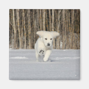 Imã Filhote de Retriever Dourado Branco na Neve