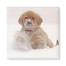 Filhote de Retriever Dourado na Neve