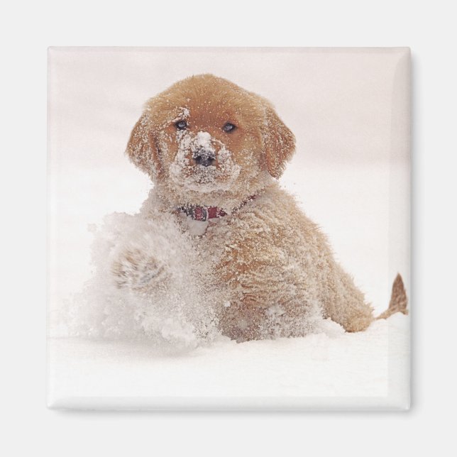 Imã Filhote de Retriever Dourado na Neve (Frente)