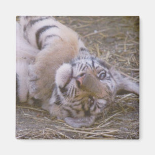 Imã Filhote de tigre