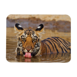 Ímã Filhote de tigre-de-bengala-real, bebendo água