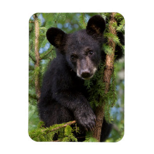 Ímã Filhote de Urso Negro Brincando em Árvores