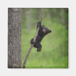 Imã Filhote de Urso Negro brincando no Galho de Árvore