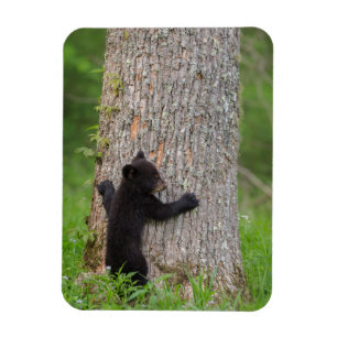 Ímã Filhote de Urso Negro Grandes Montanhas Fumegant