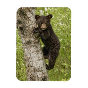 Ímã Filhote de Urso Negro na Árvore