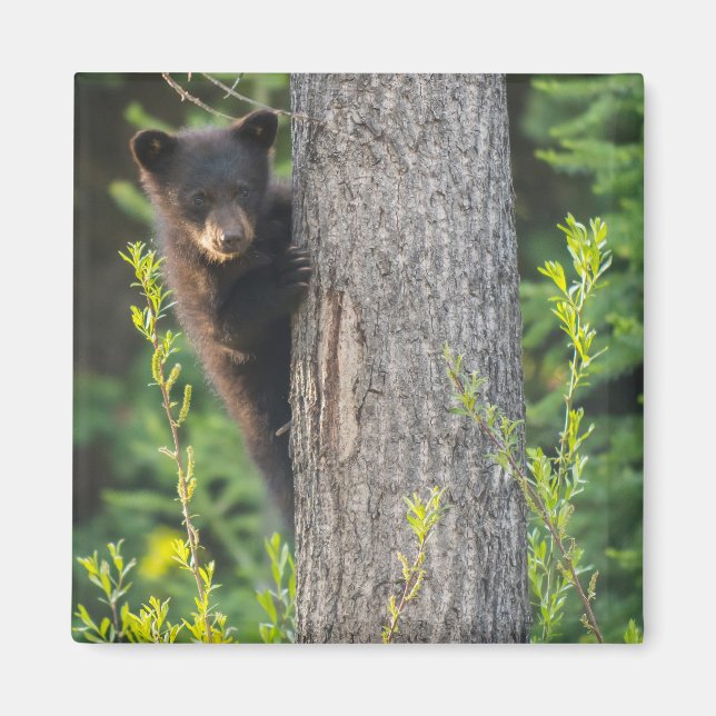 Imã Filhote de Urso Negro na Primavera (Frente)