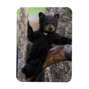 Ímã Filhote de Urso Negro Relaxando