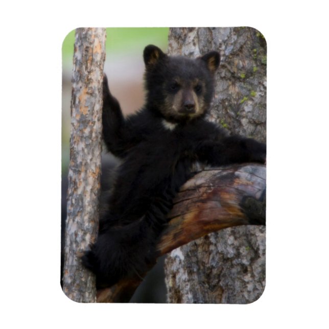 Ímã Filhote de Urso Negro Relaxando (Vertical)