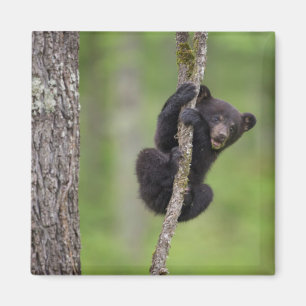 Imã Filhote de urso preto brincando, Tennessee