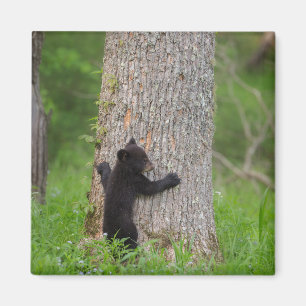 Imã Filhote de Urso Preto Grandes Montanhas Fumos