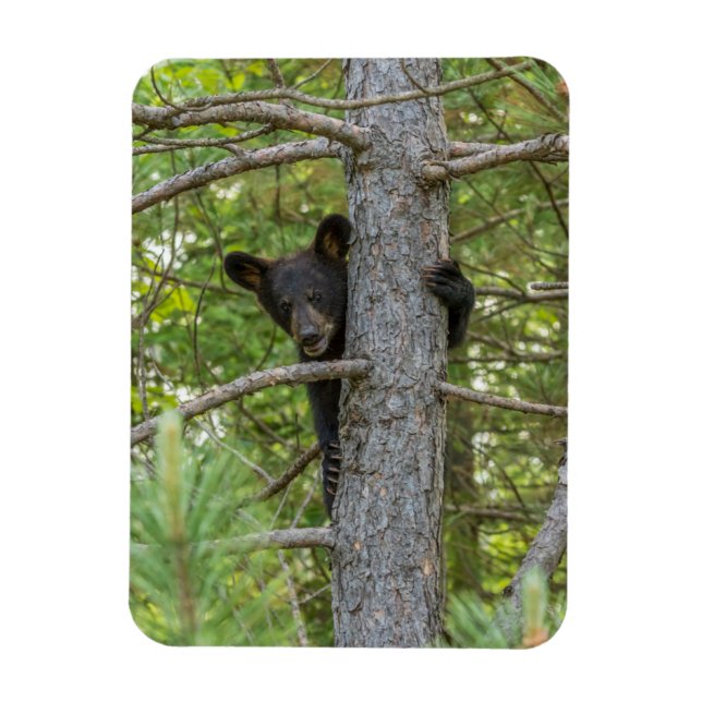 Ímã Filhote de Urso Subindo Árvore (Vertical)