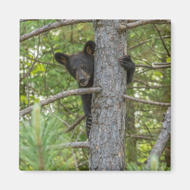 Imã Filhote de Urso Subindo Árvore (Frente)