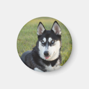 Imã Filhote feliz e brincalhão do Husky Siberiano