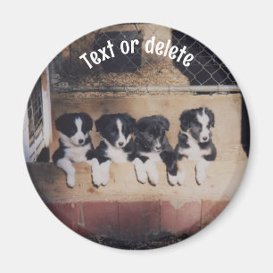 Imã Filhotes de Border Collie Personalizados
