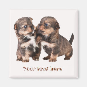 Imã Filhotes de cachorro bonitos de Yorkshire