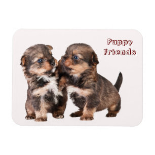 Ímã Filhotes de cachorro bonitos de Yorkshire