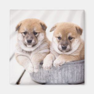 Imã Filhotes de cachorro de Shiba Inu na cuba de