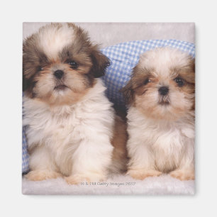 Imã Filhotes de cachorro de Shih Tzu sob uma cobertura