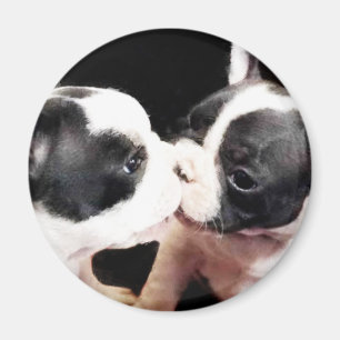 Imã Filhotes de cachorro do buldogue francês