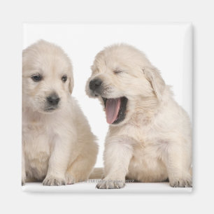 Imã Filhotes de cachorro do golden retriever (4