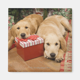 Imã Filhotes de cachorro do golden retriever com