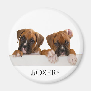 Imã Filhotes de cachorro do pugilista