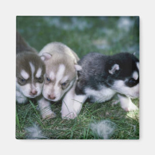 Imã Filhotes de cachorro do rouco Siberian, 3 semanas