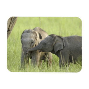 Ímã Filhotes de Elefante Indiano / Asiático