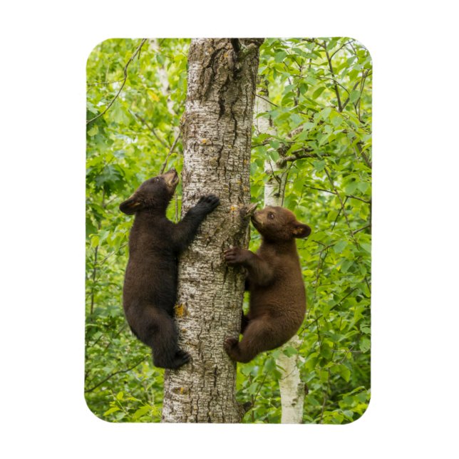 Ímã Filhotes de Urso Negro Subindo em Árvore (Vertical)