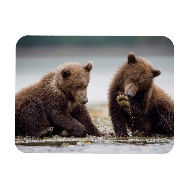 Ímã Filhotes de Urso Pardo pelo Córrego (Horizontal)