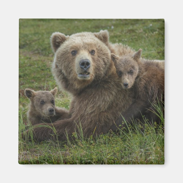 Imã Filhotes de Urso Pardo se Aconchegando com a Mãe (Frente)