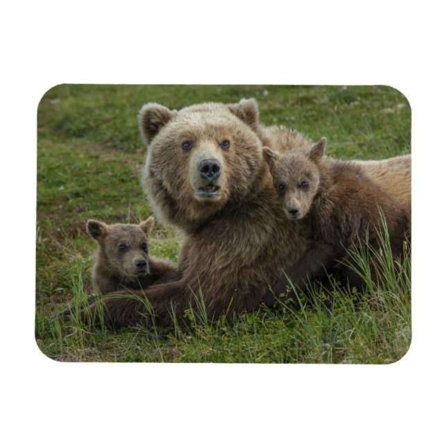 Ímã Filhotes de Urso Pardo se Aconchegando com a Mãe (Horizontal)