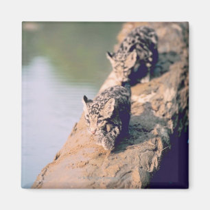 Imã Filhotes do leopardo no registro