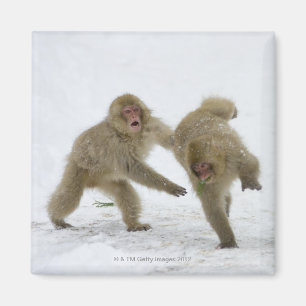 Imã Filhotes japoneses do macaco da neve que jogam na